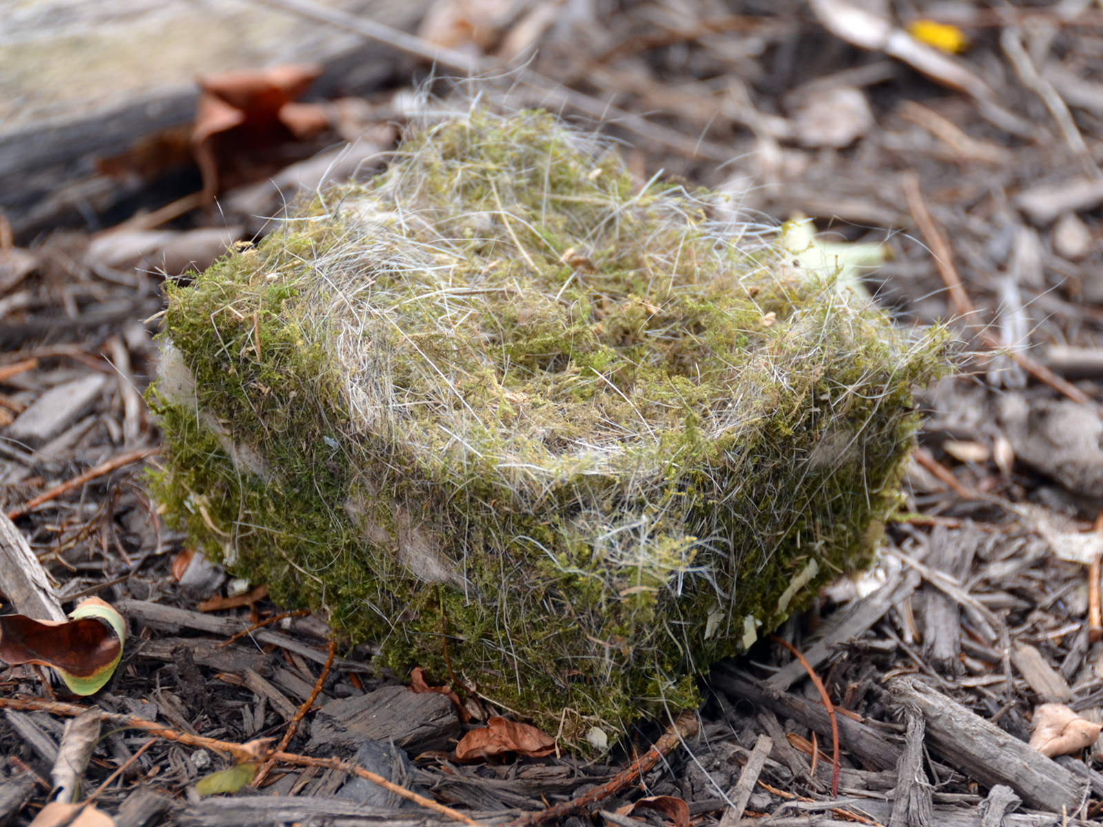 Chickadee nest showing squirrel fur and moss