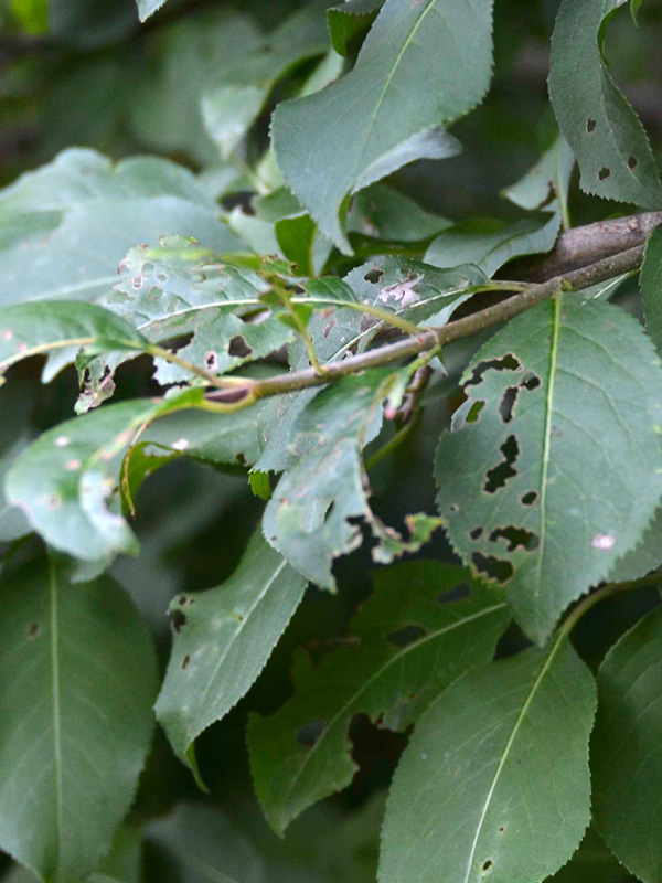 Nannyberry viburnum leaf beetle damage ©Janet Allen