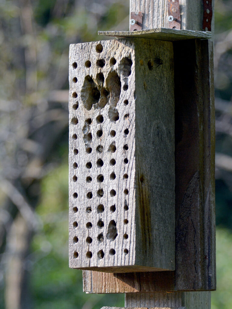 Holes made by birds looking for bee larvae