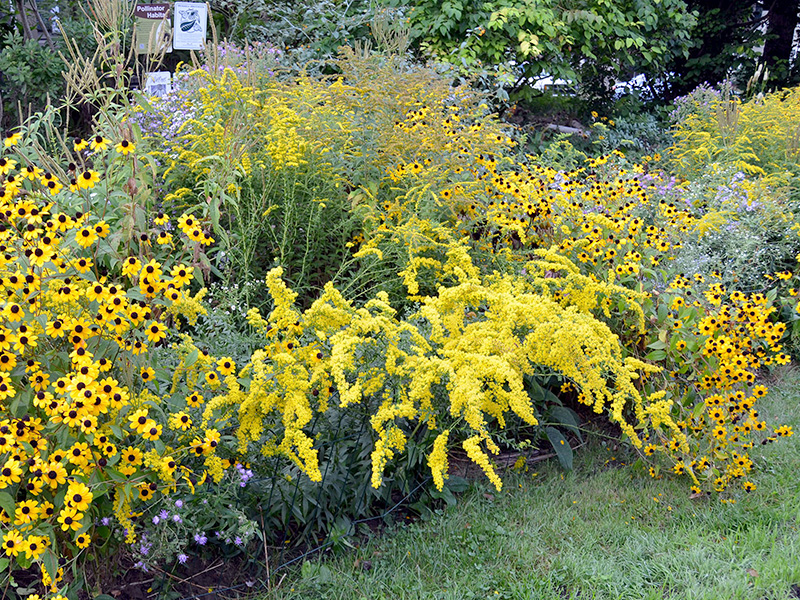 Goldenrod in side road bed