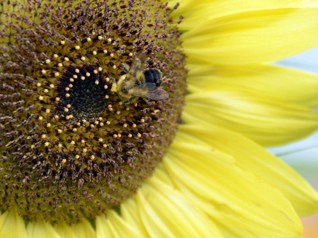 Bee nectaring on annual sunflower