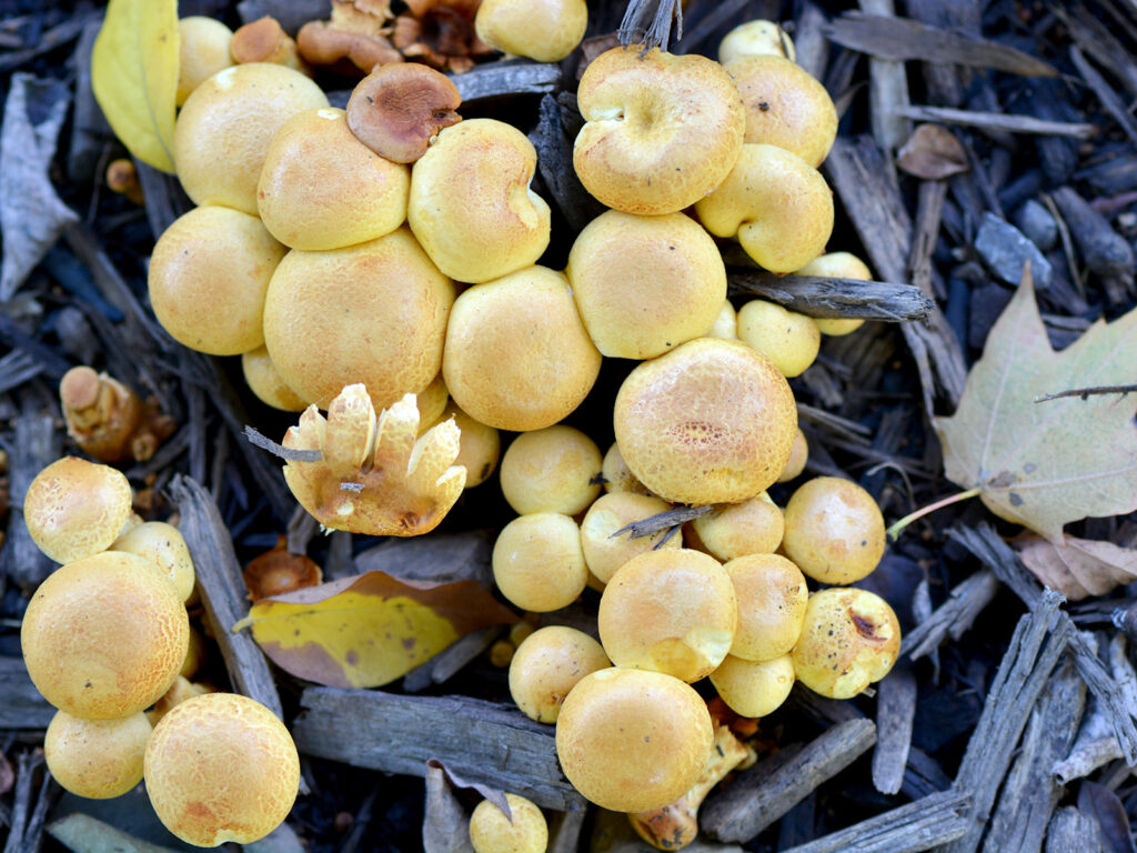 Closeup of mushrooms on the path