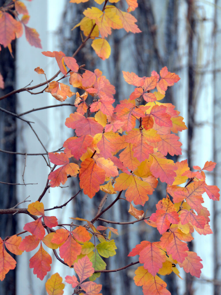 Fragrant sumac fall color