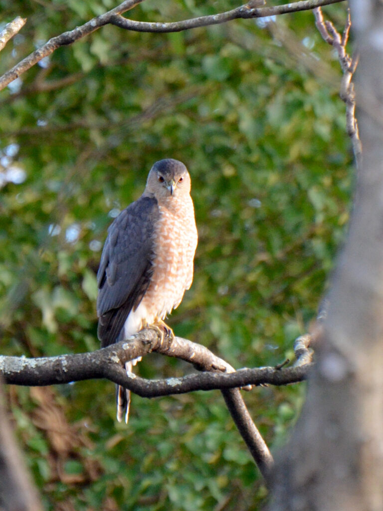 Sharp-shinned hawk in our cherry tree