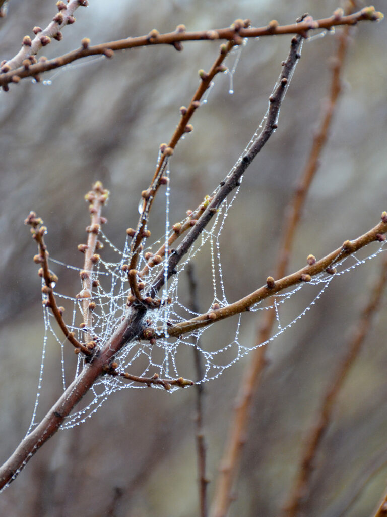 Spider web