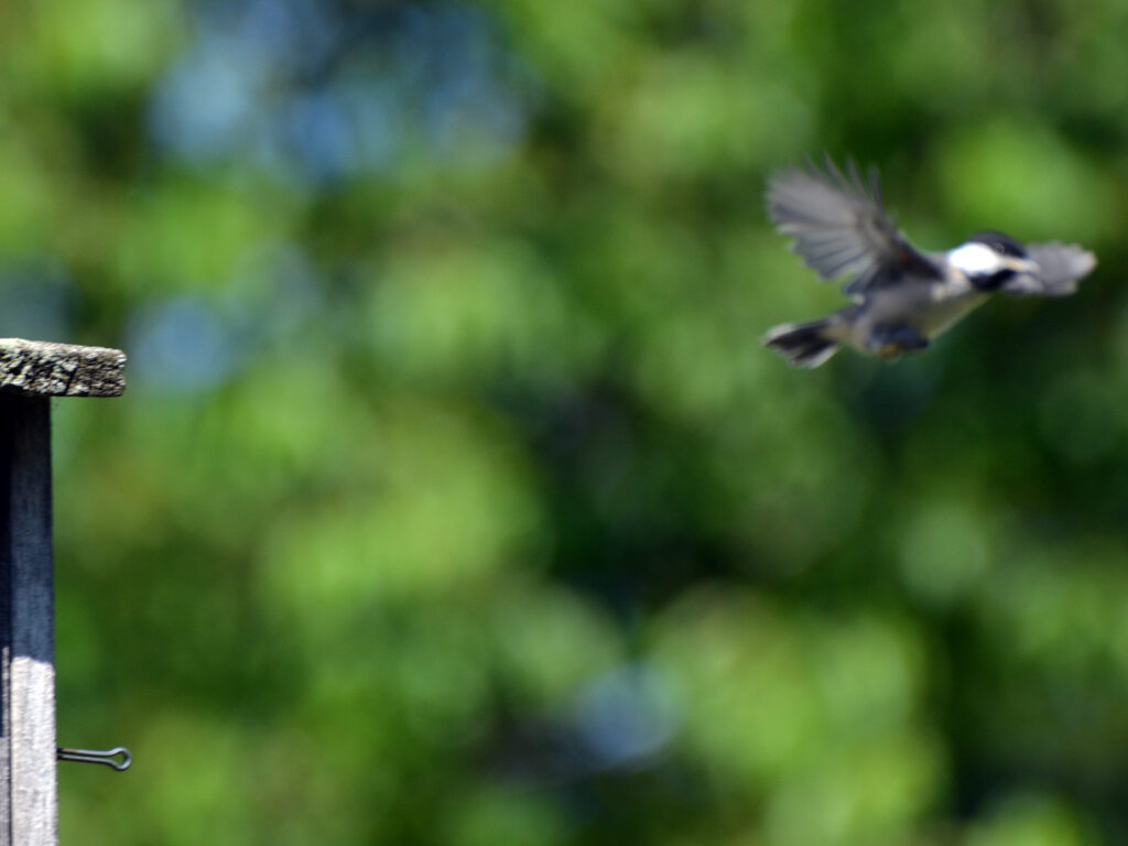 Chickadee baby flying for the first time