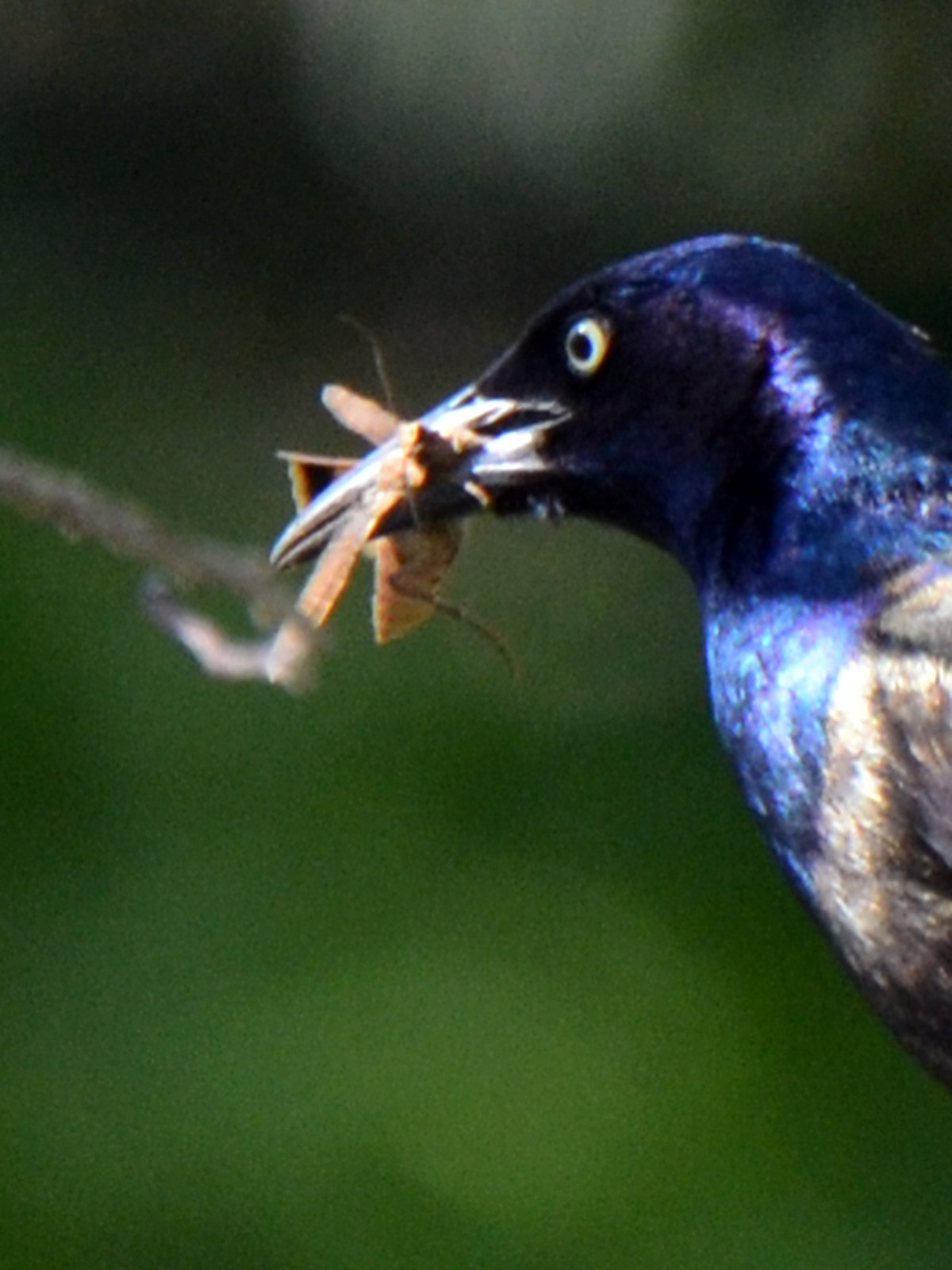 Grackle taking insect to babies