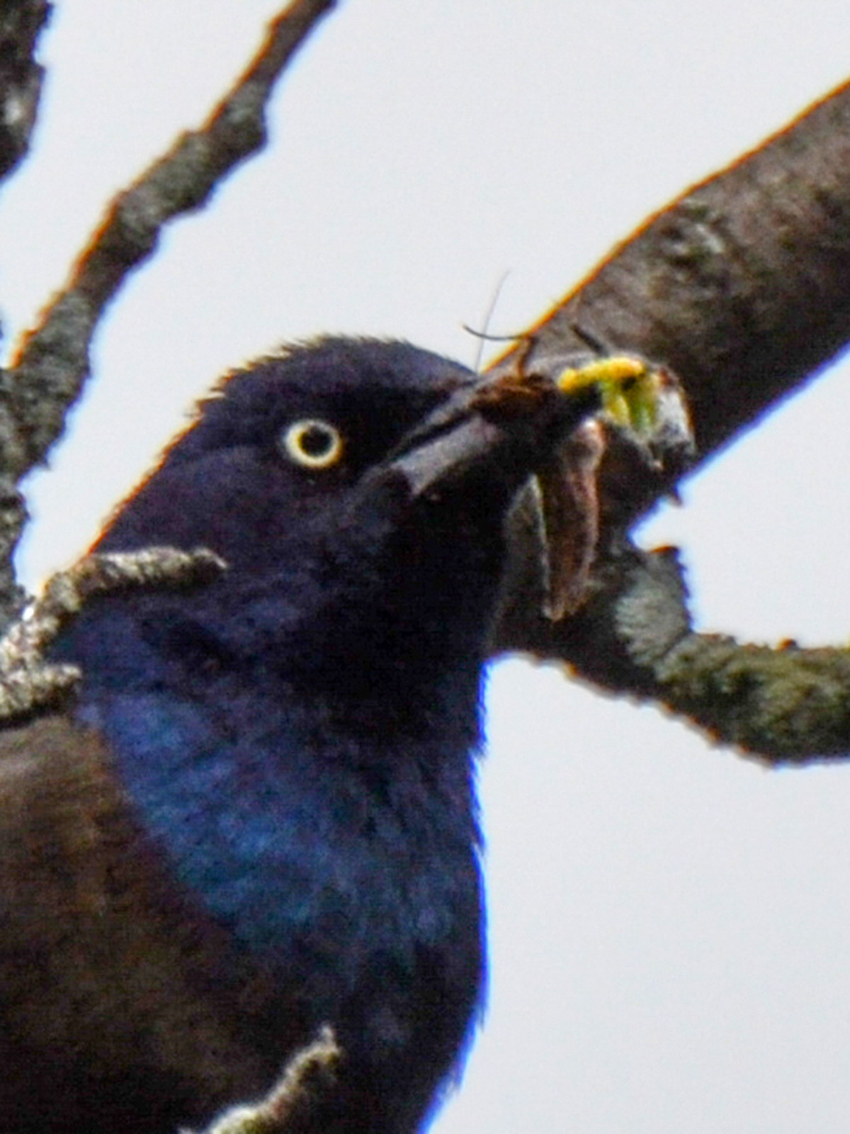 Grackle taking insect to babies