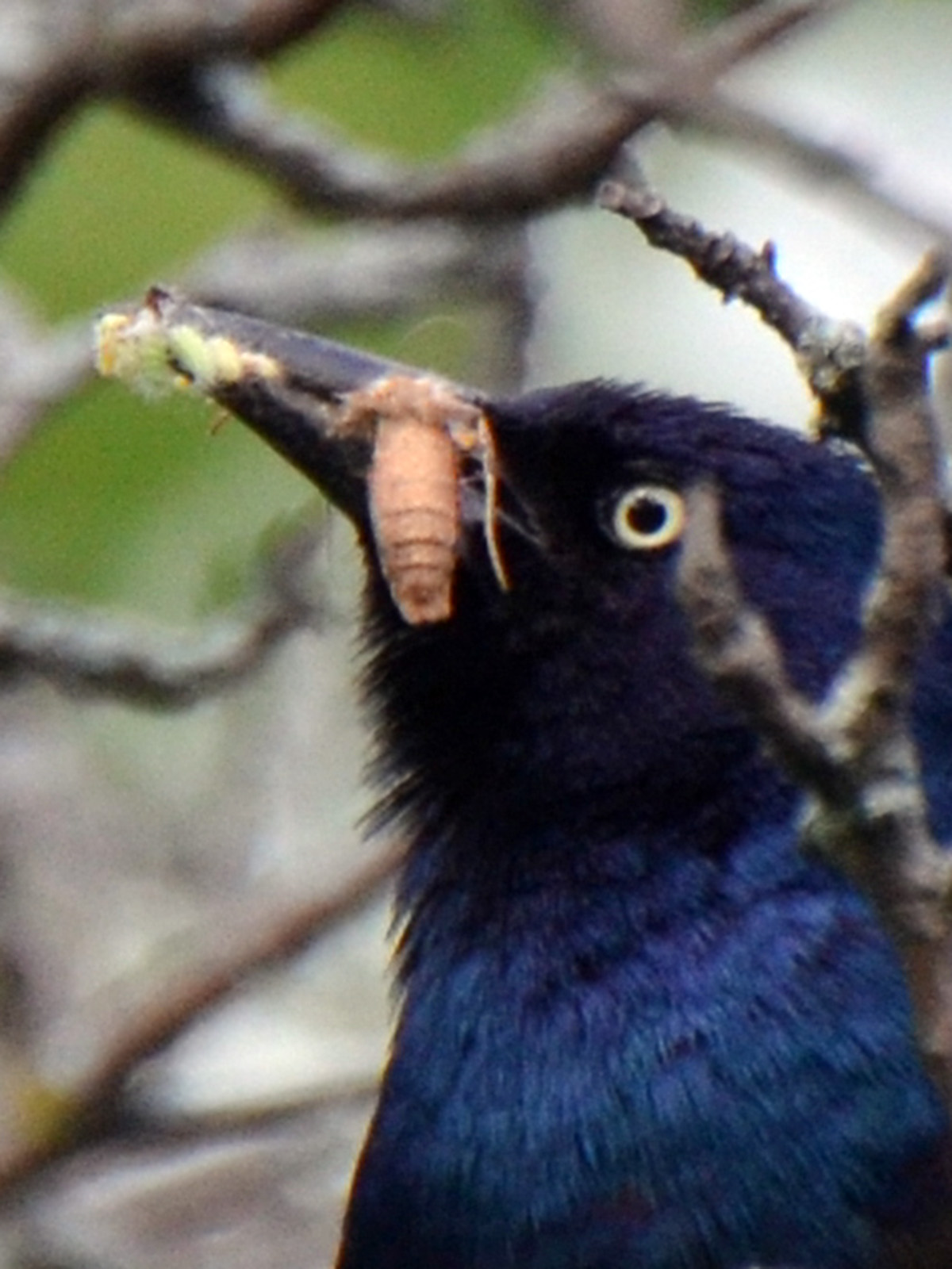Grackle feeding insect to baby bird