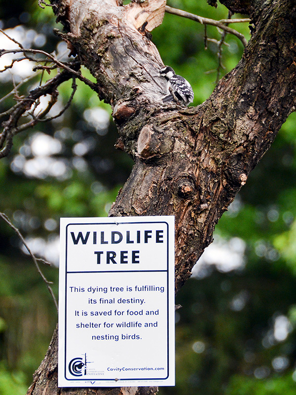 Wildlife tree sign and downy