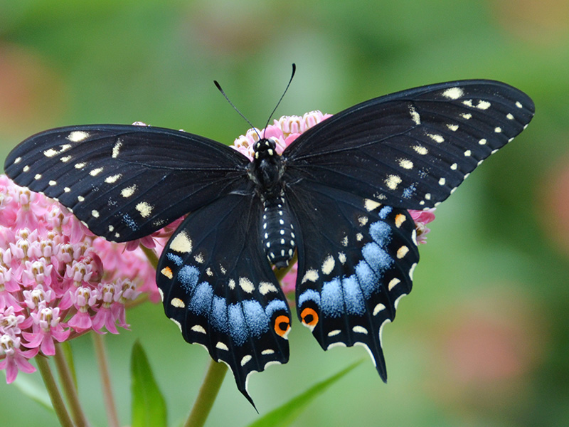 Black swallowtail female getting nectar from swamp milkweed ©Janet Allen