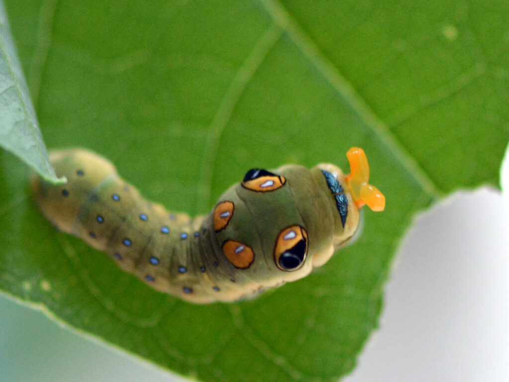 Spicebush swallowtail caterpillar with osmeterium extruded