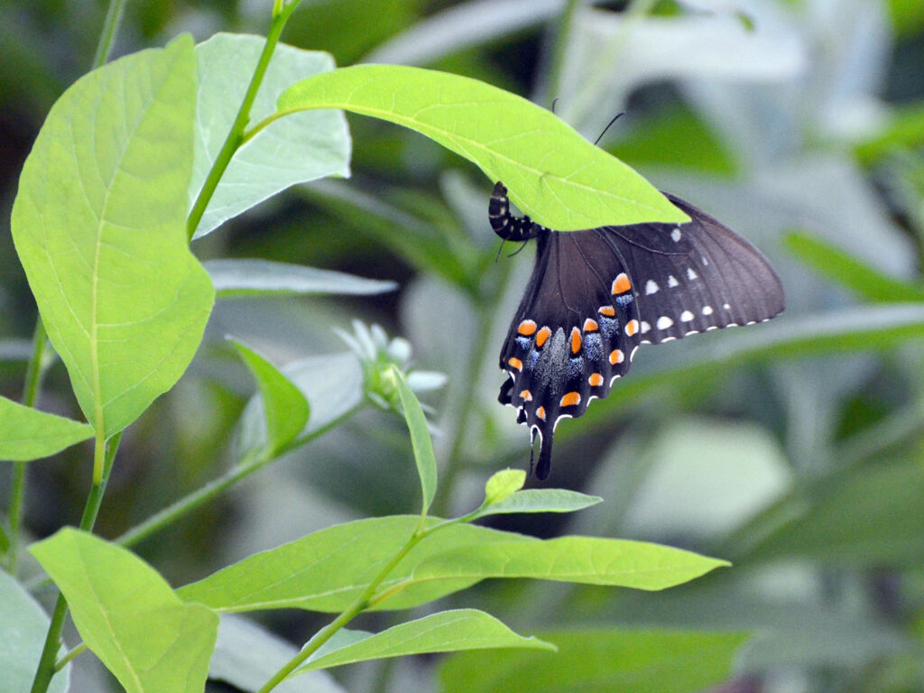 Spicebush swallowtail laying eggs