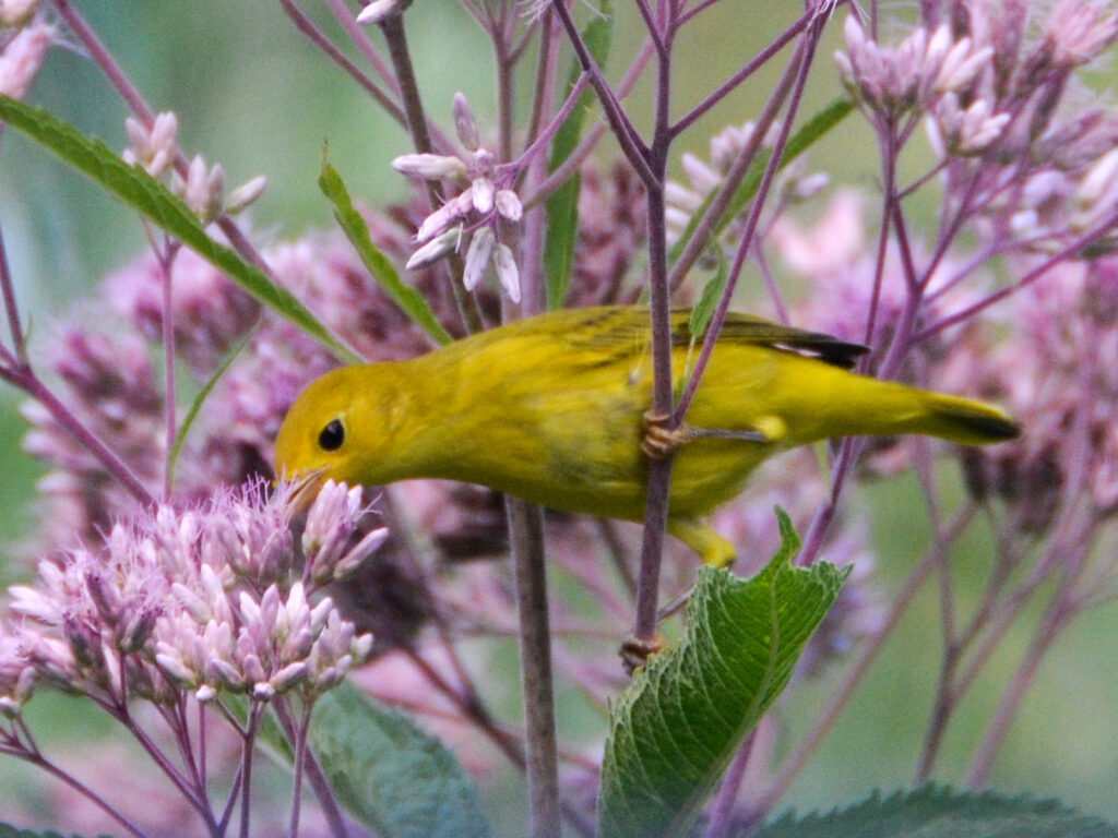 Yellow warbler