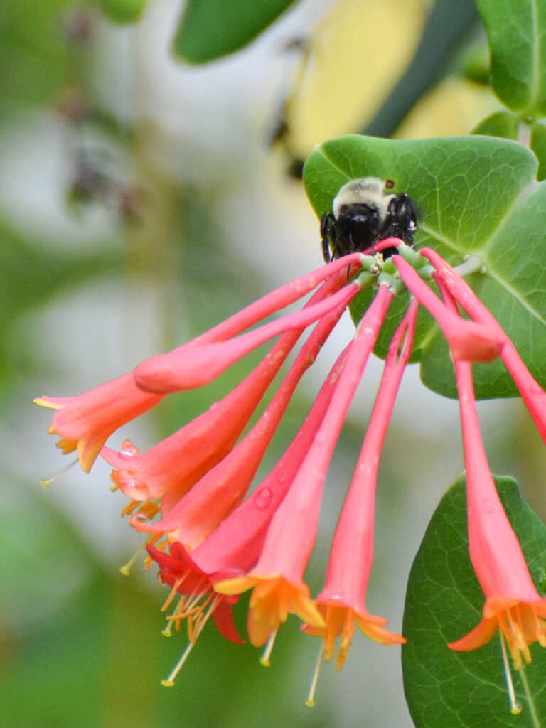 Carpenter bee robbing nectar