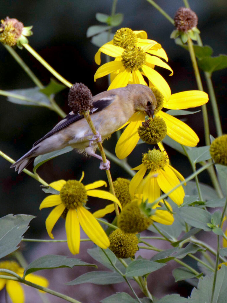 Goldfinch eating greenhead coneflower seeds