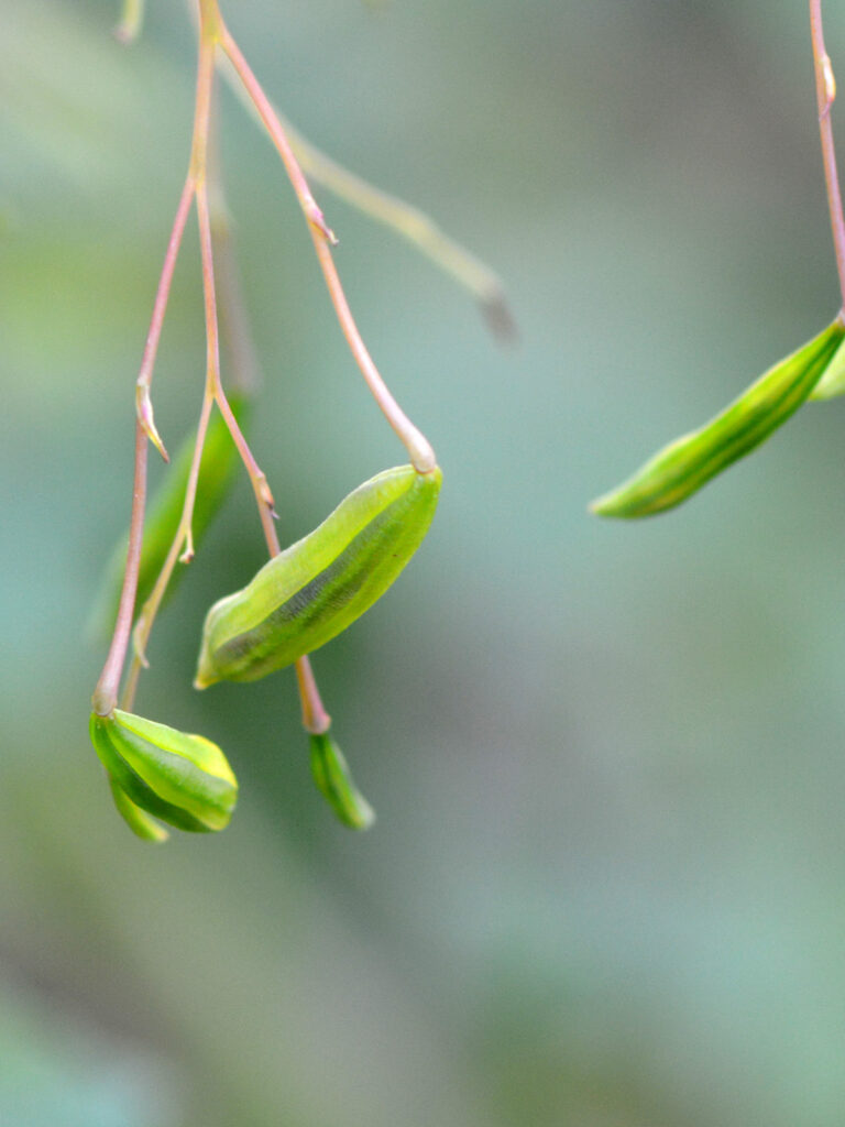 Jewelweed seedpod