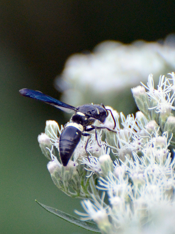 Four-tooth wasp