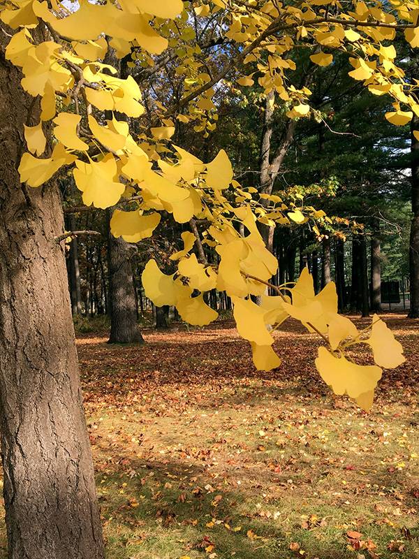 Gingko in a Saratoga NY park ©Janet Allen