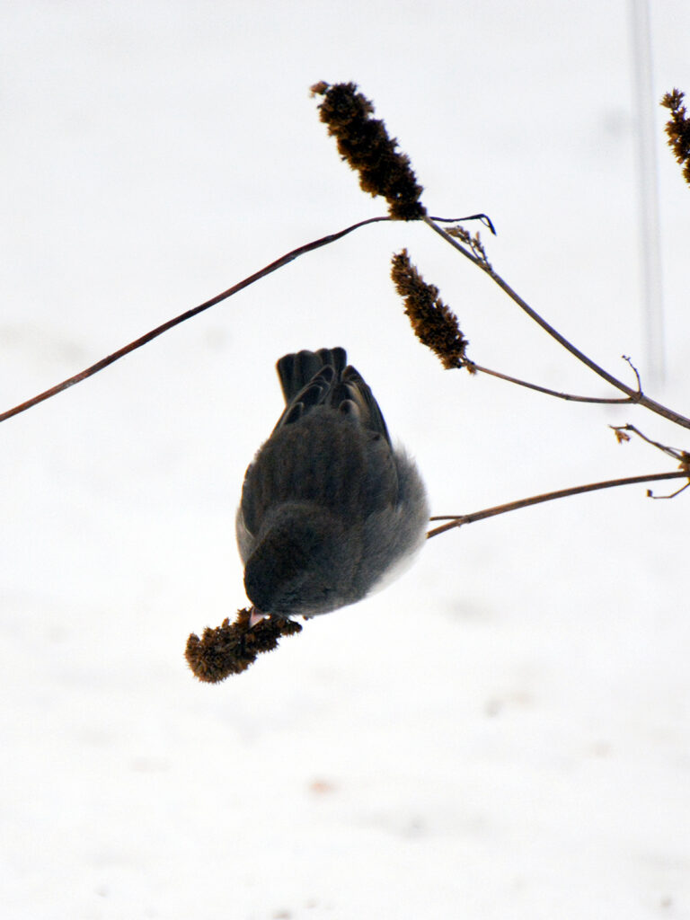 Junco eating seeds from fall seedheads