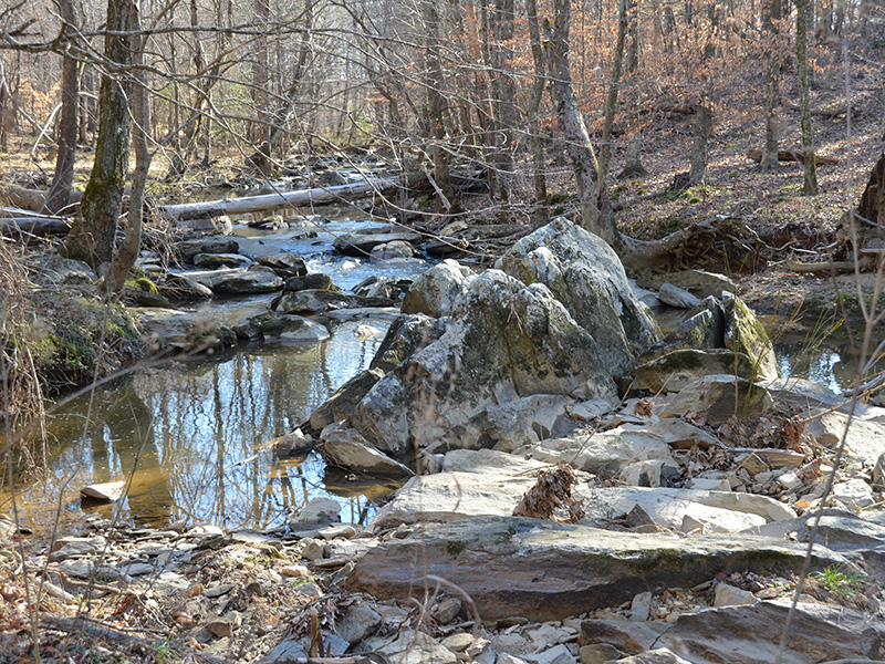 Creekside stream in December