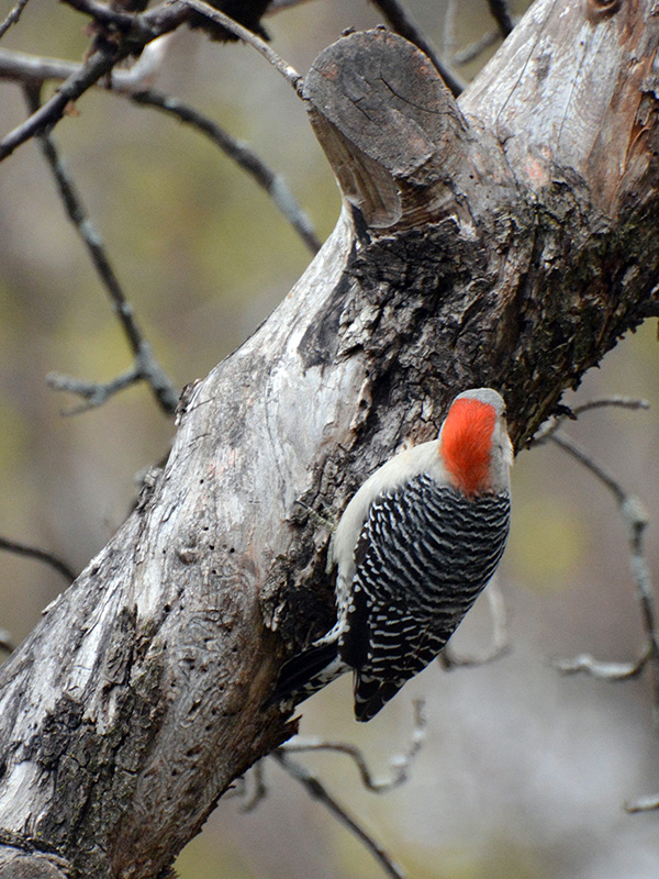 Red-bellied woodpecker on a snag ©Janet Allen