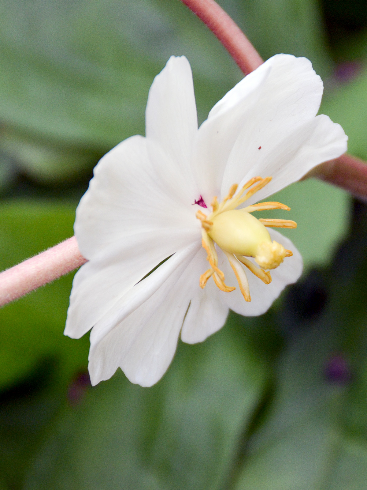 Mayapple flower