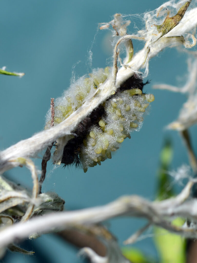 American Lady caterpillar parasitized