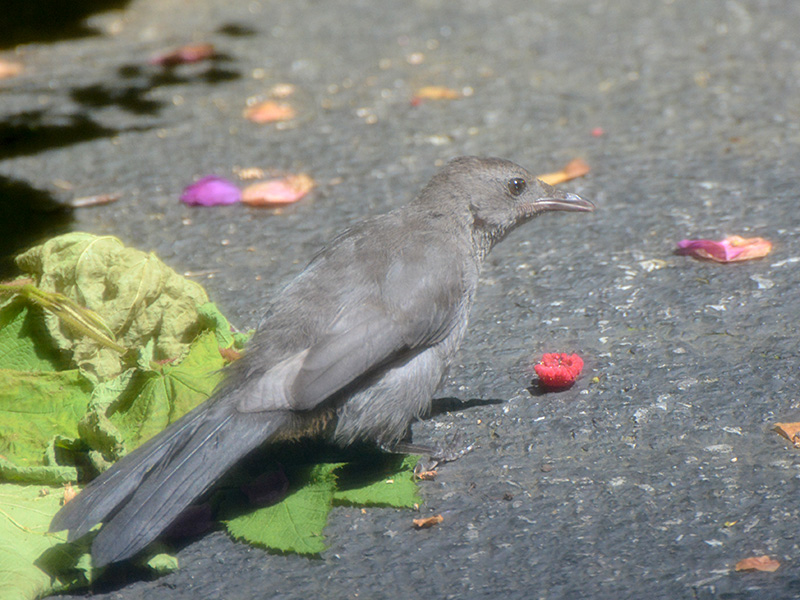 Catbird eating a flowering raspberry