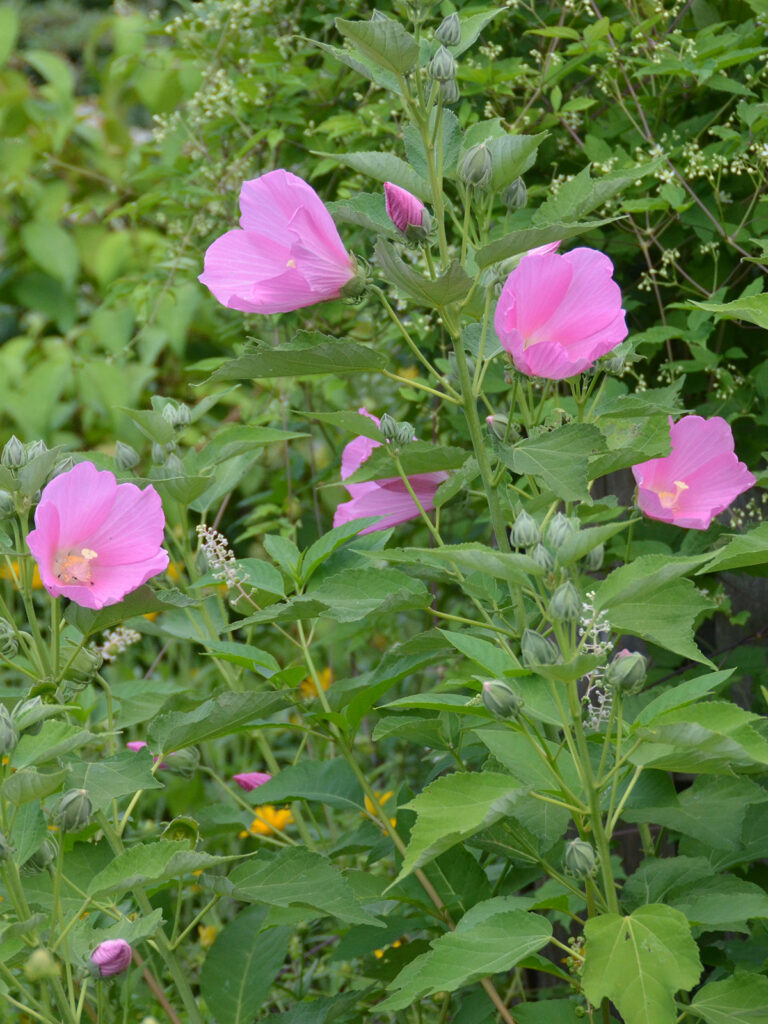 Hibiscus palustris