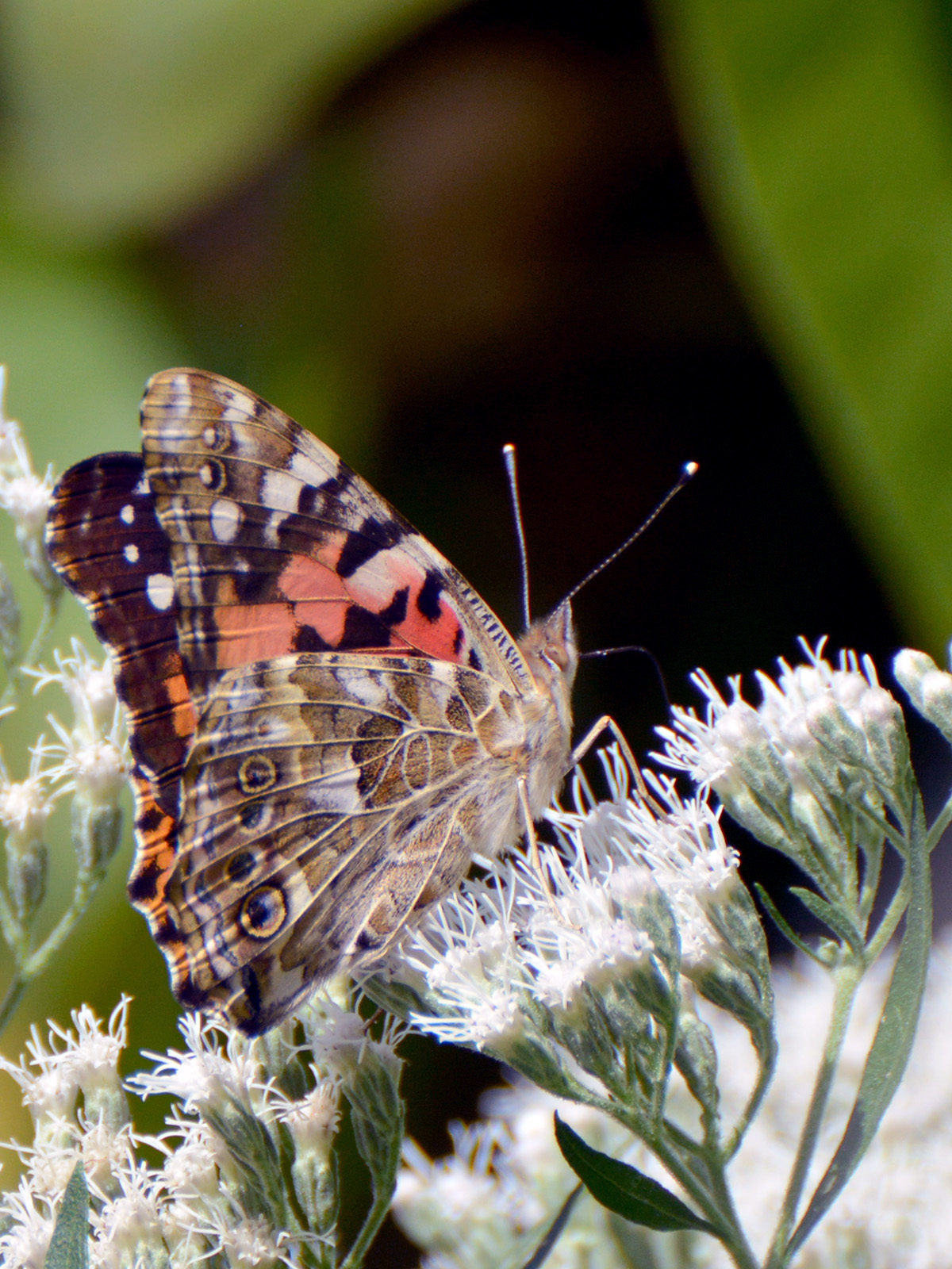 Painted lady underwing