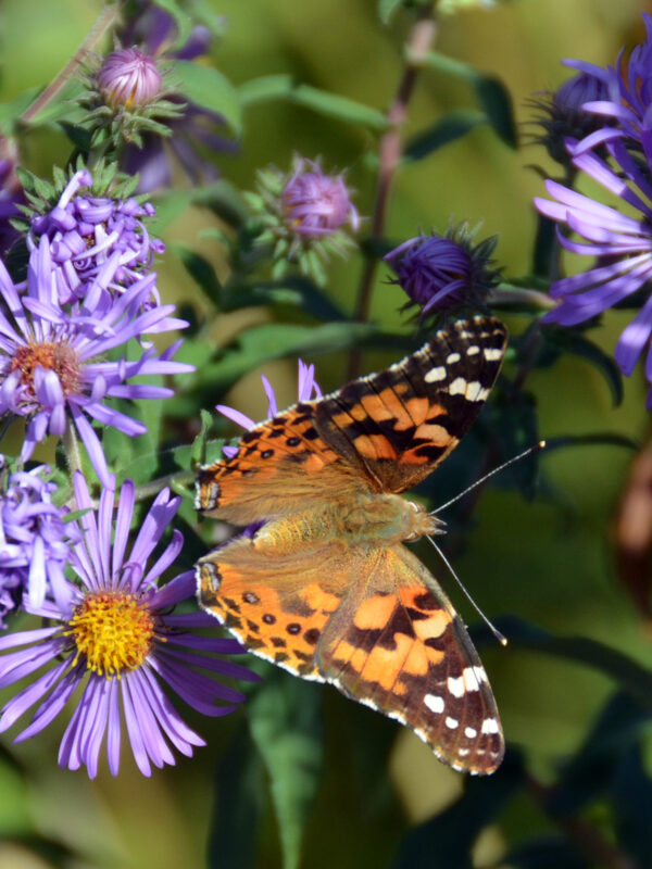 Painted lady on asters