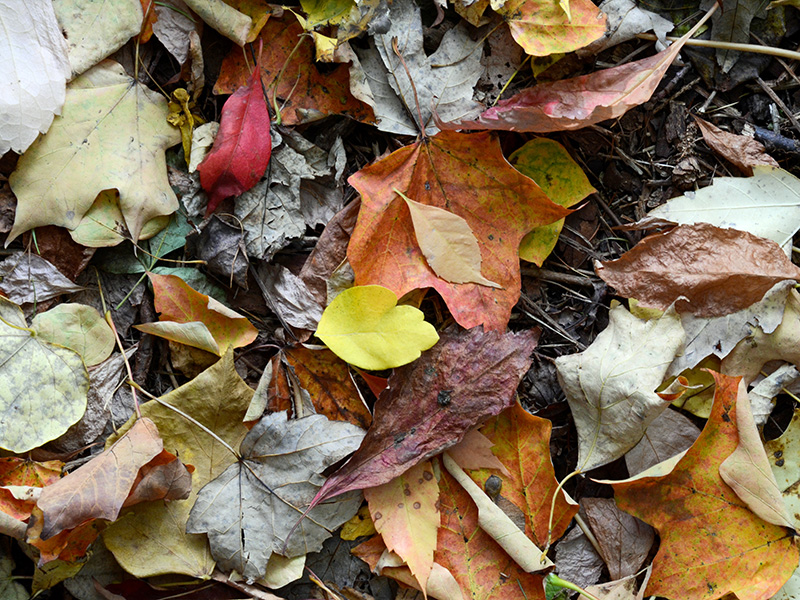 Leaf litter