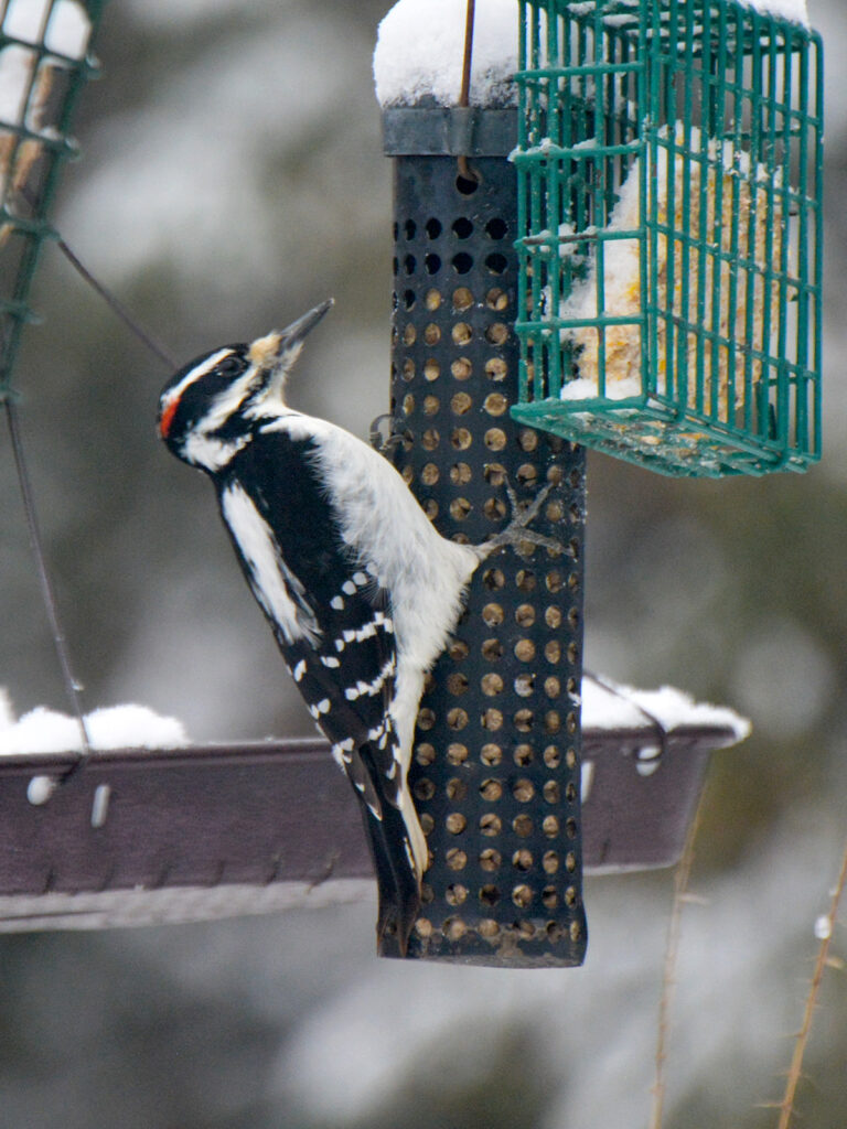 Hairy woodpecker eating suet