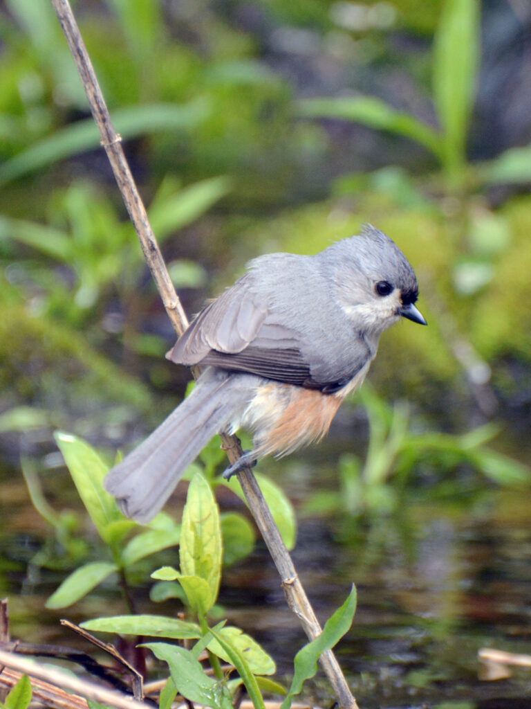 Tufted titmouse