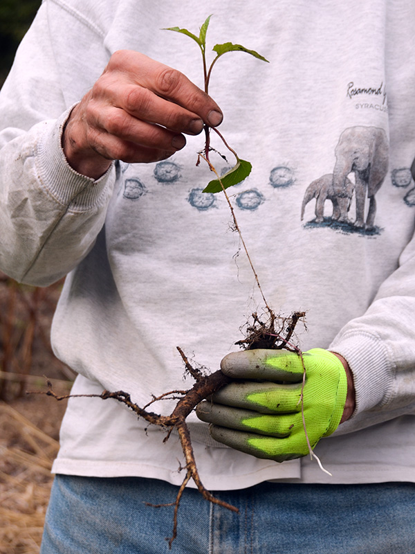 Campanula root