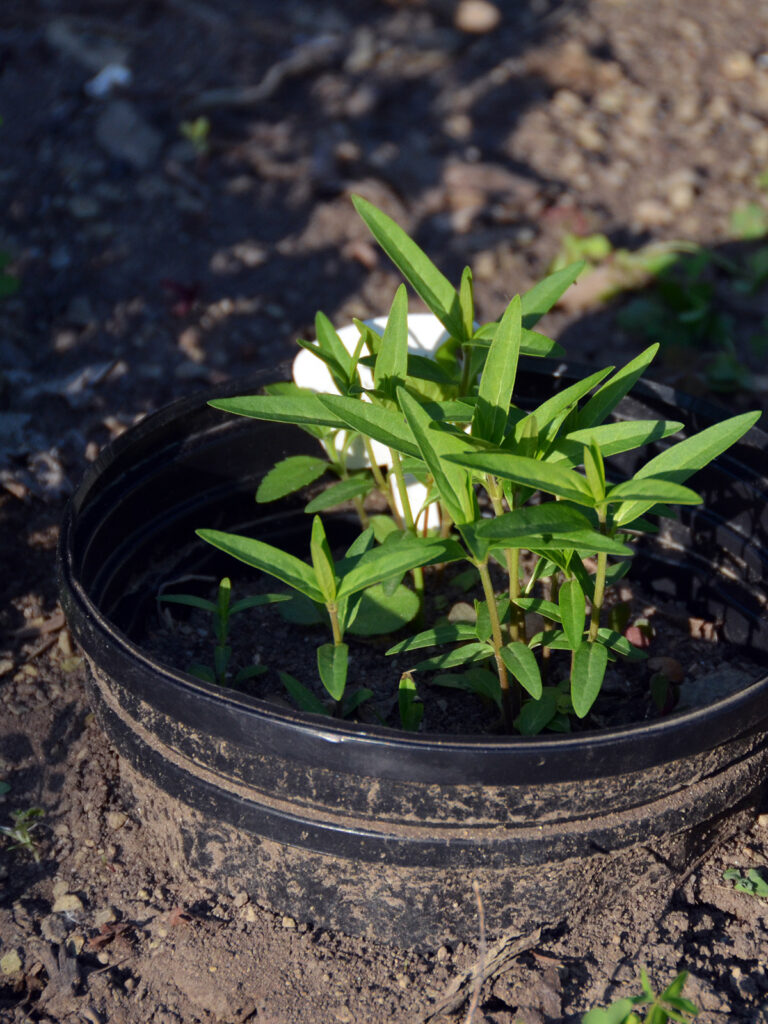 Pot of milkweed seedlings