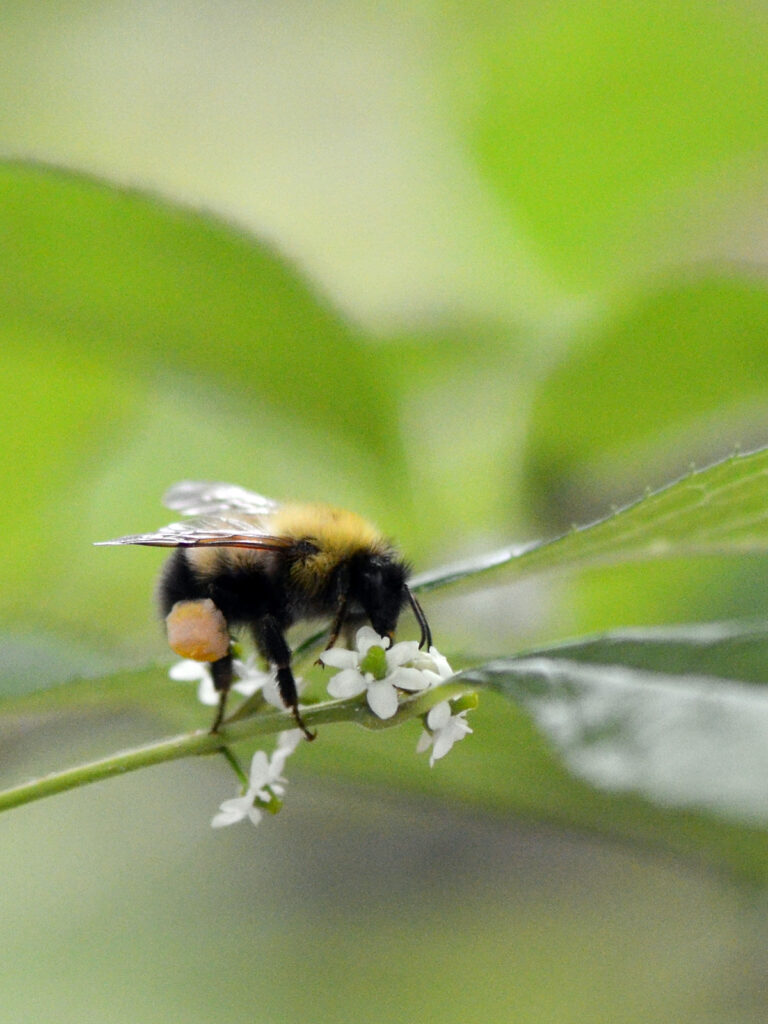 Bumblebee on winterberry flower