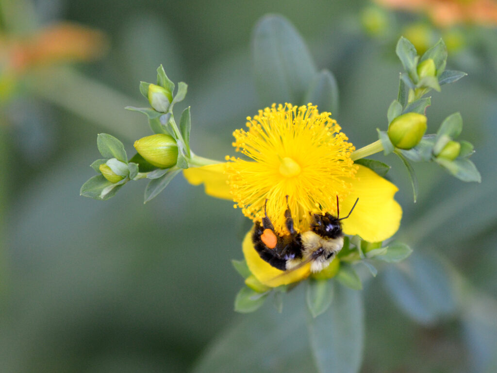 Kalm's St. John's wort