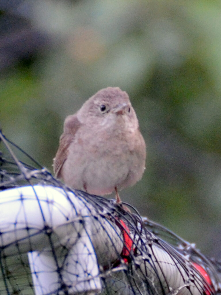 House wren baby