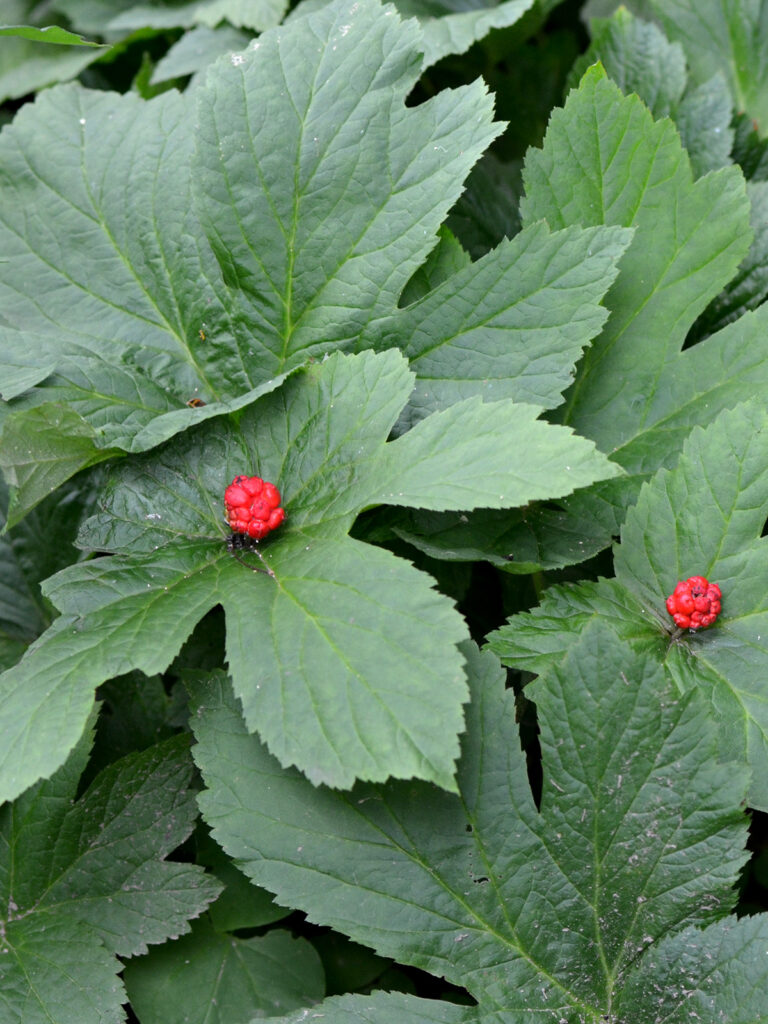 Goldenseal berries