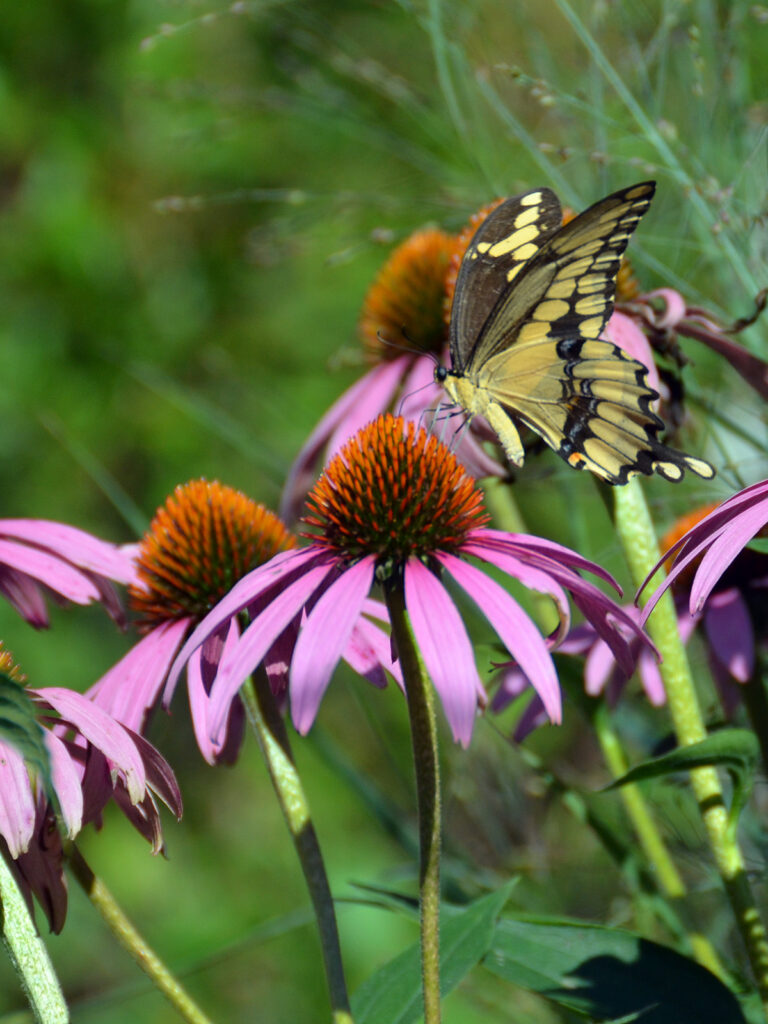 Giant swallowtail on a coneflower