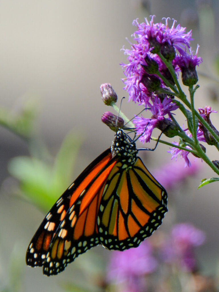 Monarch nectaring on NY ironweed