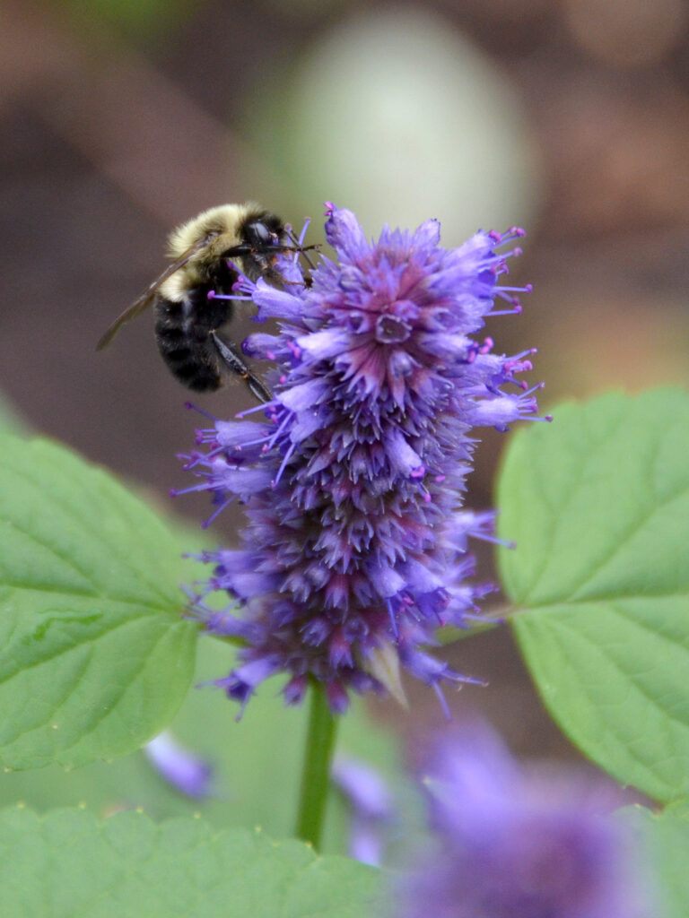 Bumble bee nectaring on anise hyssop
