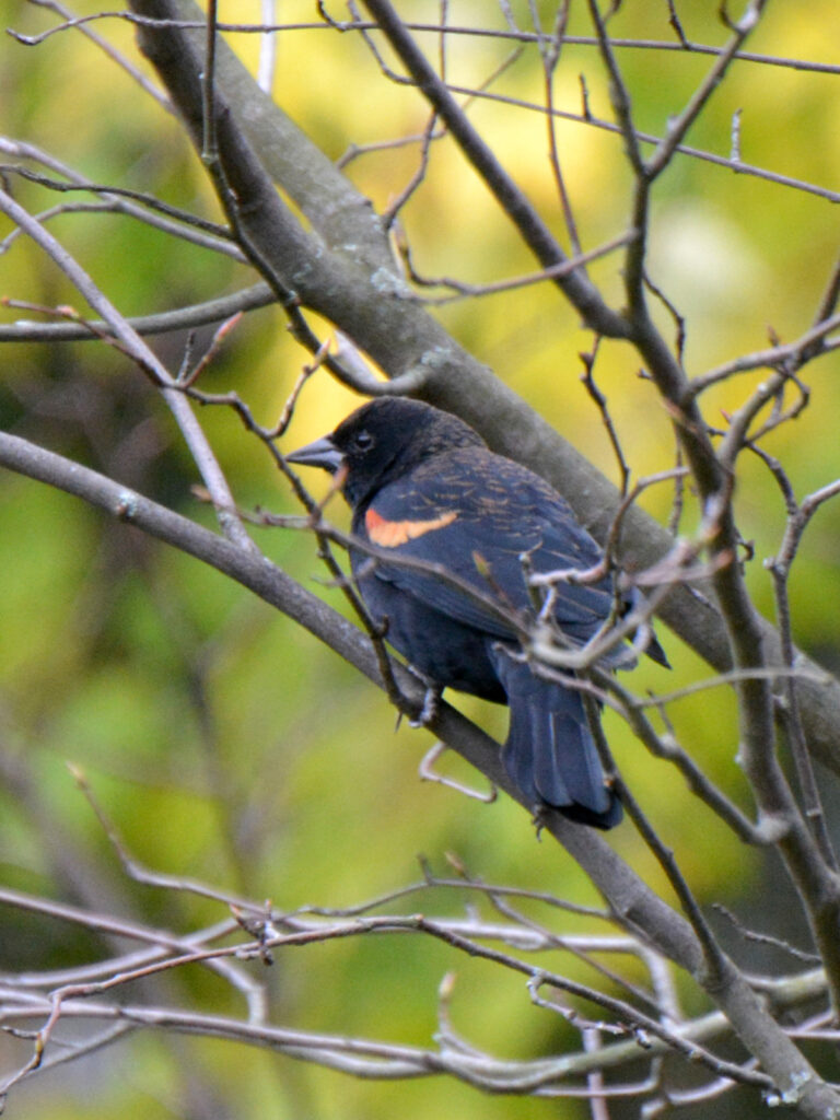 Red-winged blackbird male