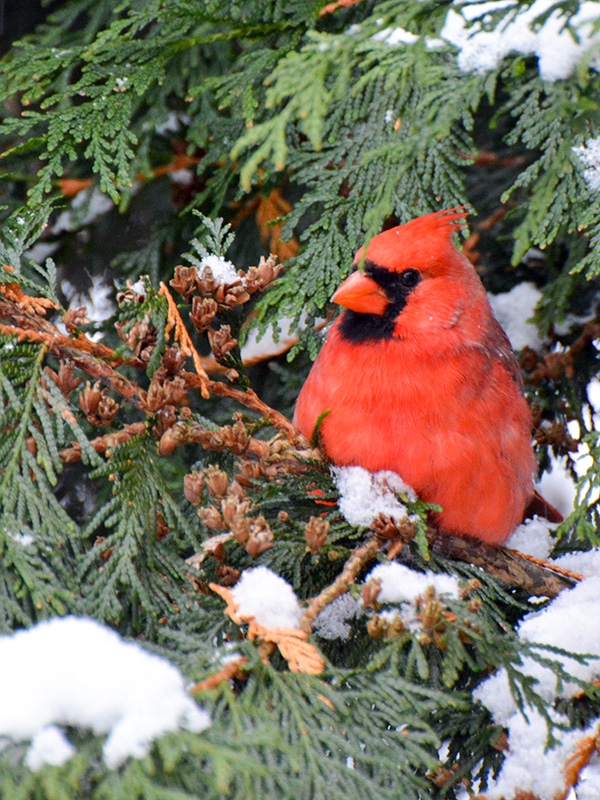 Cardinal in arborvitae