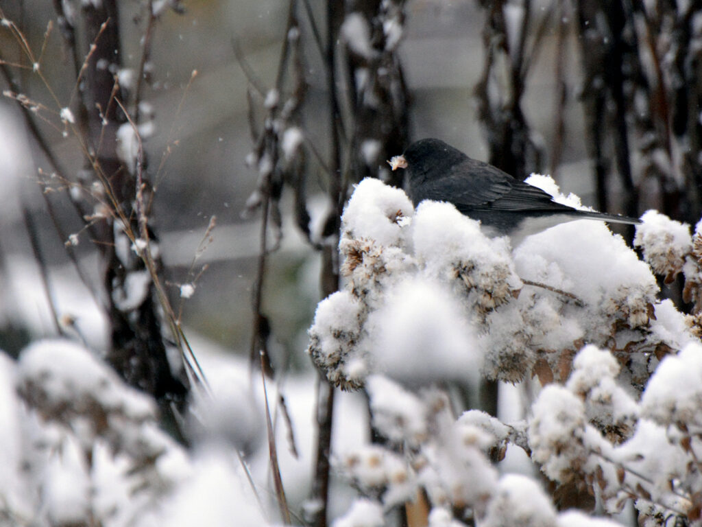 Junco eating aster seeds in snow