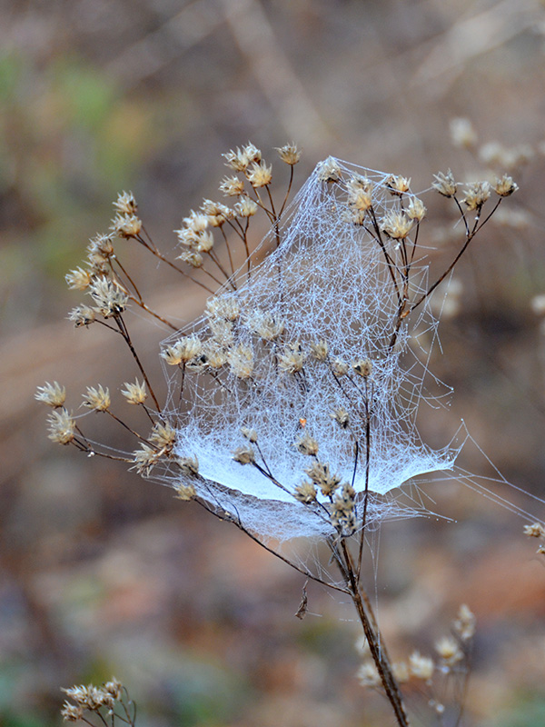 Bowl and doily spider web