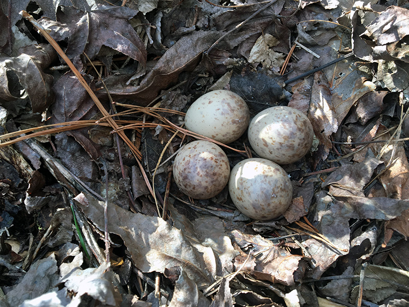 Woodcock eggs