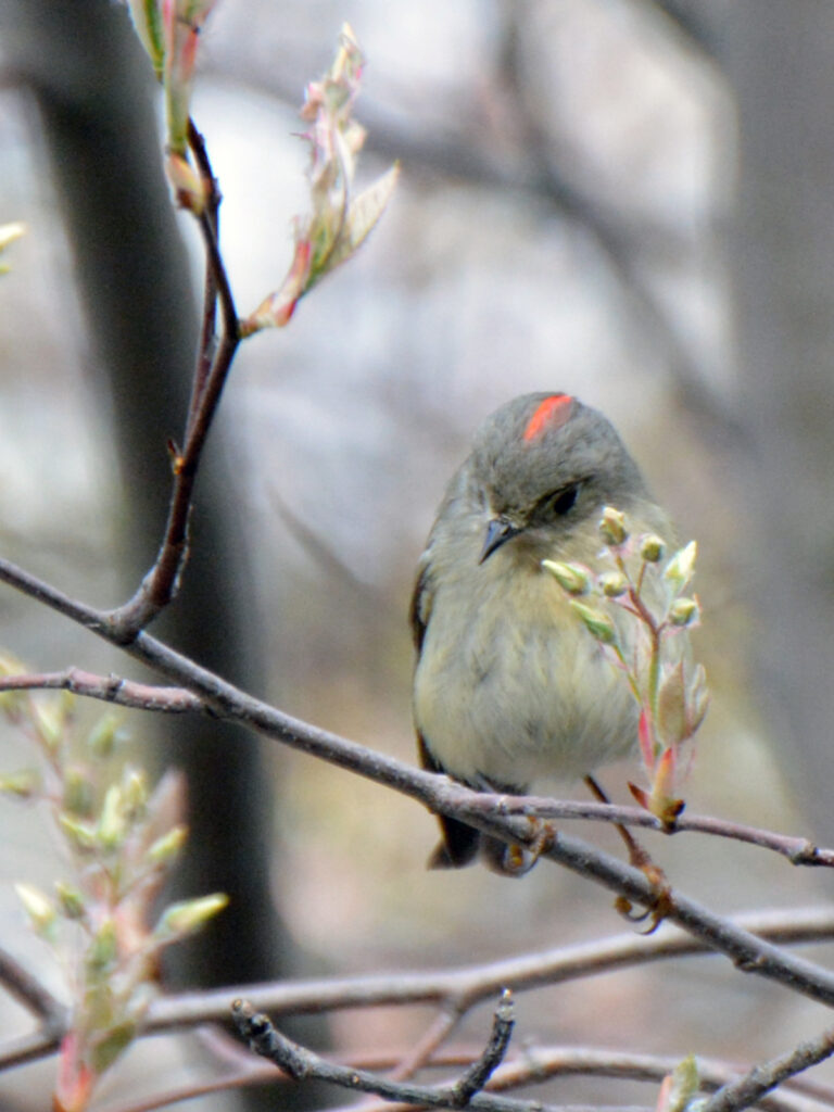 Kinglet showing its ruby crown